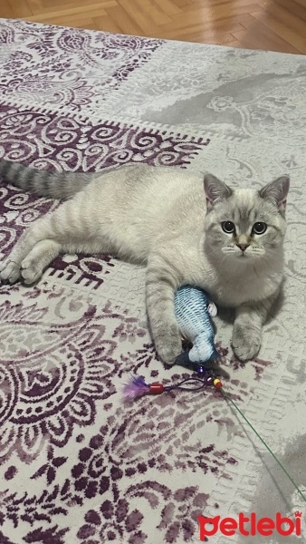 British Shorthair, Kedi  cookie fotoğrafı