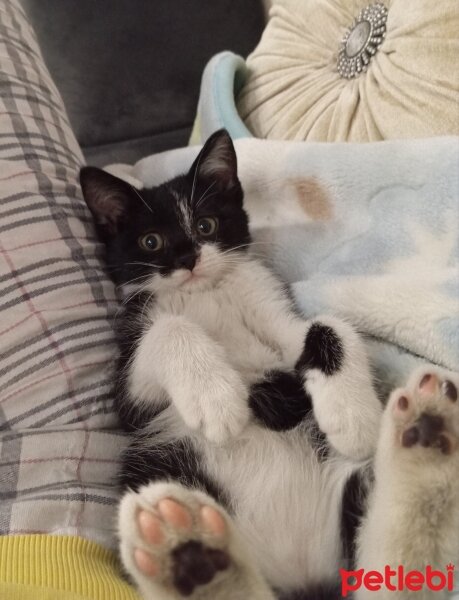 Tuxedo (Smokin) Kedi, Kedi  Nana fotoğrafı