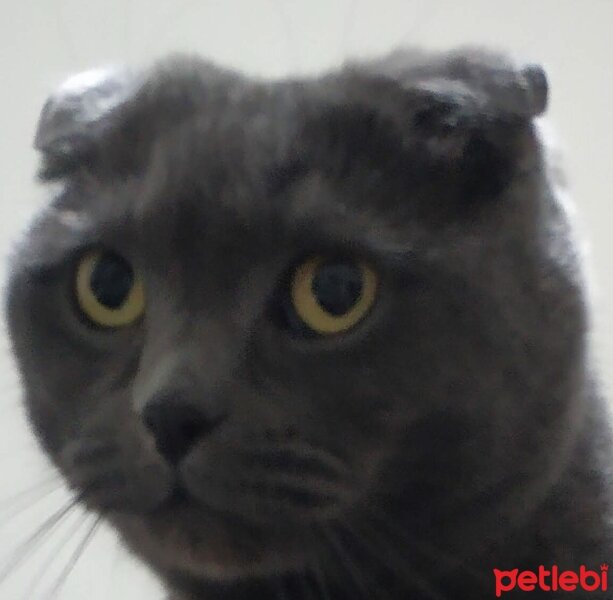 Scottish Fold, Kedi  DUMAN fotoğrafı