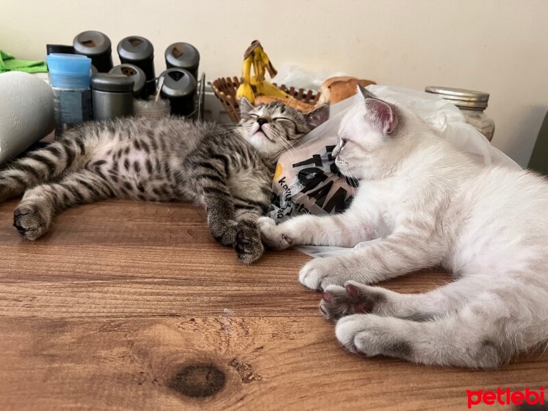 Tekir Kedi, Kedi  Çakır fotoğrafı