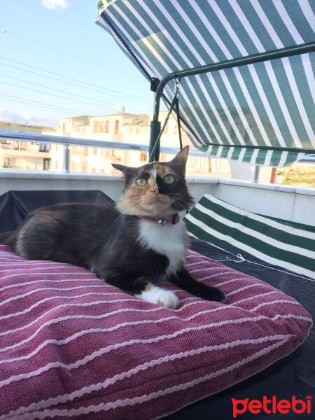 Maine Coon, Kedi  Ponçik fotoğrafı