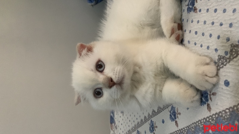 British Shorthair, Kedi  İnci fotoğrafı