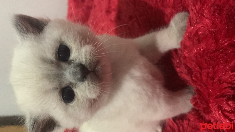 British Shorthair, Kedi  İlkim fotoğrafı