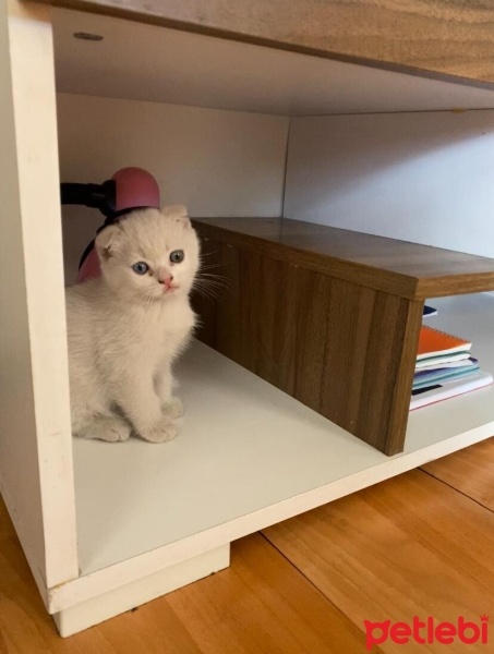 Scottish Fold, Kedi  Scottish/britısh fotoğrafı