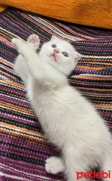 Scottish Fold, Kedi  Scottish/britısh fotoğrafı
