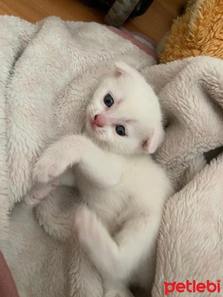 Scottish Fold, Kedi  Scottish/britısh fotoğrafı