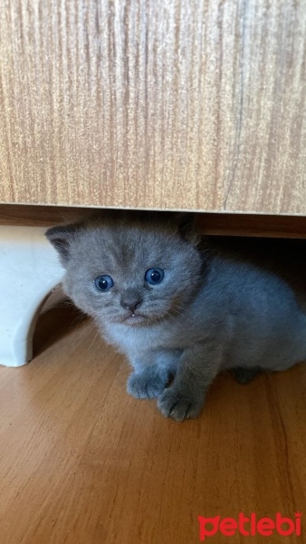 Scottish Fold, Kedi  Scottish/britısh fotoğrafı