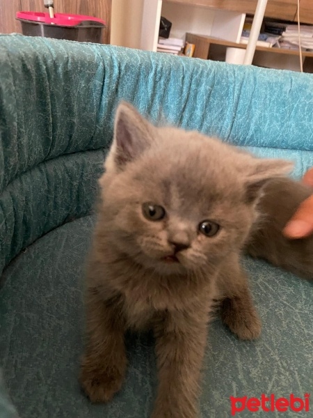 Scottish Fold, Kedi  Scottish/britısh fotoğrafı