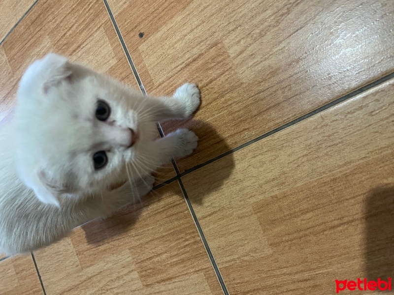 Scottish Fold, Kedi  Scottish/britısh fotoğrafı