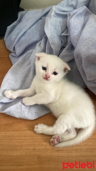 Scottish Fold, Kedi  Scottish/britısh fotoğrafı