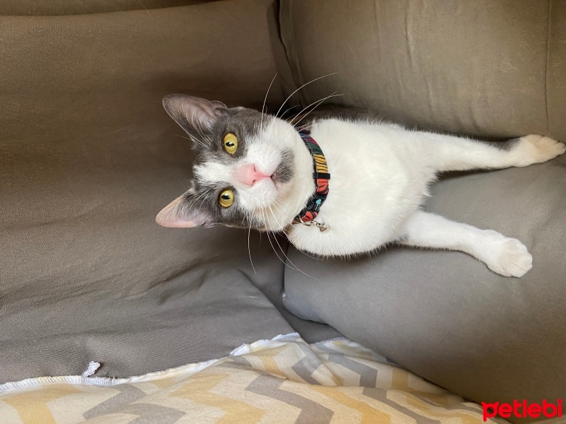 Tekir Kedi, Kedi  Lila fotoğrafı