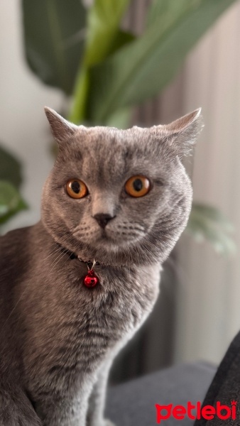 British Shorthair, Kedi  Leo fotoğrafı