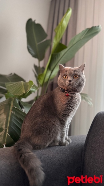 British Shorthair, Kedi  Leo fotoğrafı