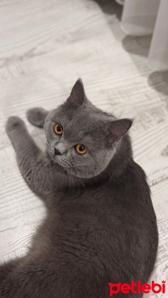 British Shorthair, Kedi  Leo fotoğrafı