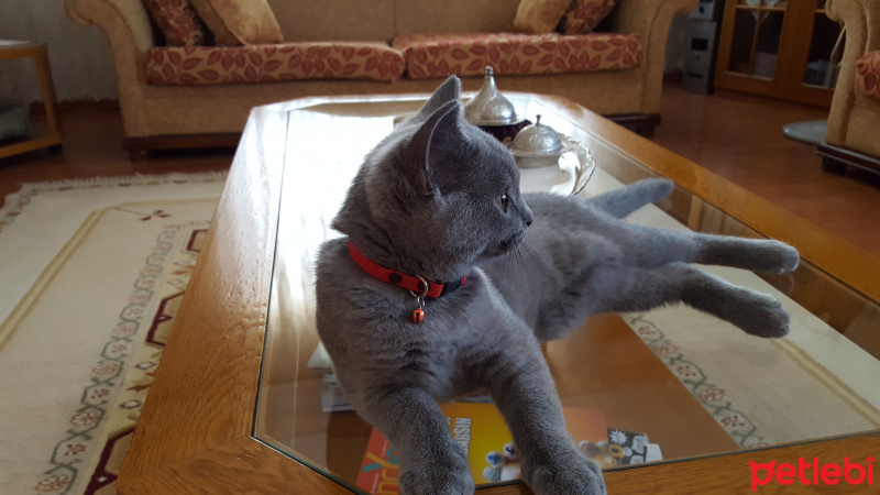 British Shorthair, Kedi  gümüş fotoğrafı