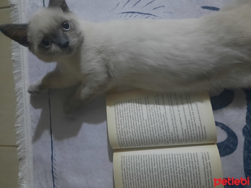 British Shorthair, Kedi  Yıldız fotoğrafı