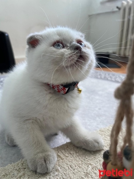 Scottish Fold, Kedi  Matilda fotoğrafı