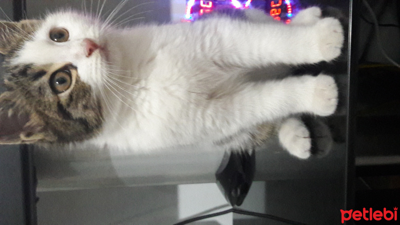 Ankara Kedisi, Kedi  Minnow fotoğrafı