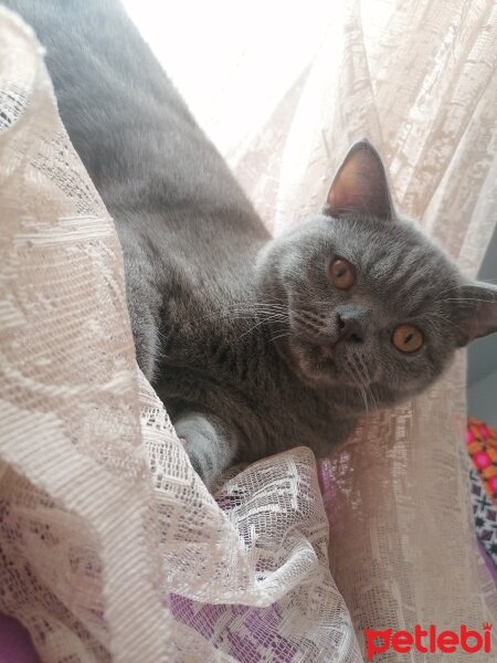 British Shorthair, Kedi  Carlos fotoğrafı