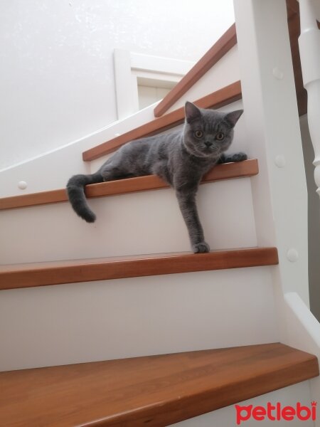 British Shorthair, Kedi  Carlos fotoğrafı