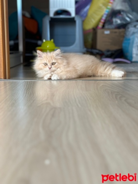 Chinchilla, Kedi  Karamel fotoğrafı