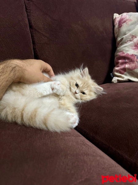 Chinchilla, Kedi  Karamel fotoğrafı