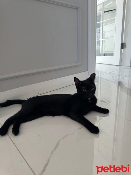Tekir Kedi, Kedi  Luna fotoğrafı