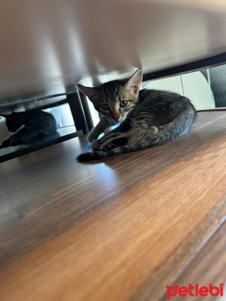 Tekir Kedi, Kedi  Leon fotoğrafı