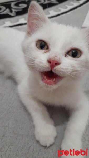 British Shorthair, Kedi  yulaf fotoğrafı