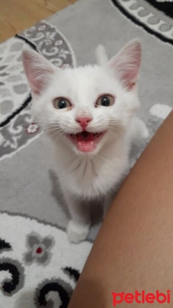 British Shorthair, Kedi  yulaf fotoğrafı