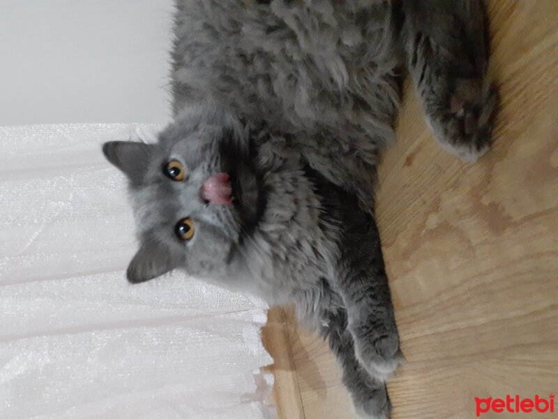 British Shorthair, Kedi  mörsi fotoğrafı