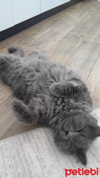 British Shorthair, Kedi  mörsi fotoğrafı