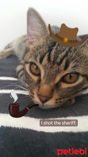 Tekir Kedi, Kedi  Alexander fotoğrafı
