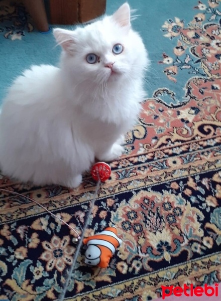 Chinchilla, Kedi  BULUT fotoğrafı