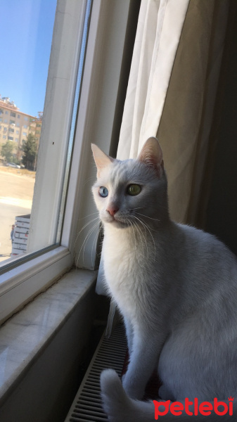 Ankara Kedisi, Kedi  marla fotoğrafı