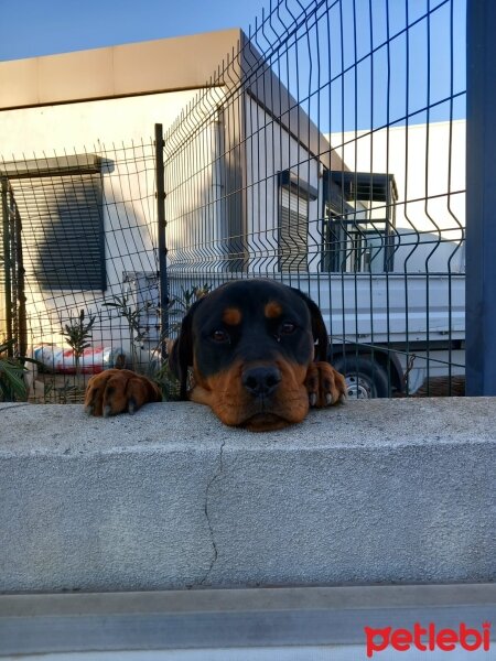 Rottweiler, Köpek  Bambi fotoğrafı