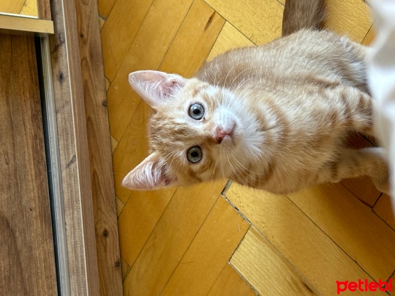 Sarman, Kedi  Behlül fotoğrafı