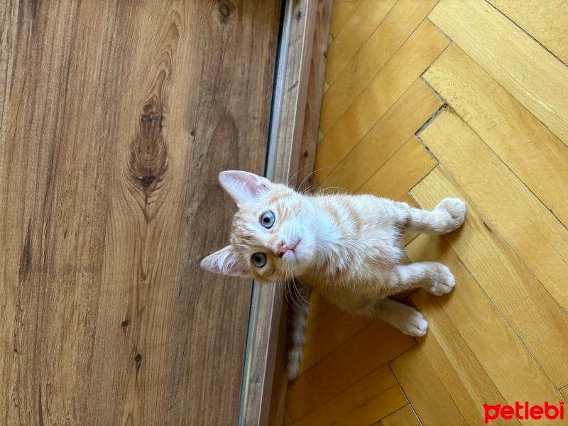 Sarman, Kedi  Behlül fotoğrafı