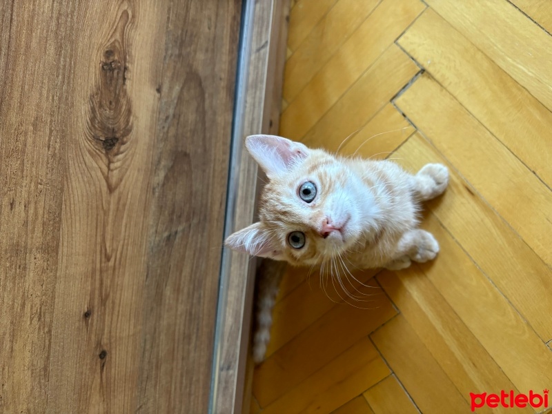 Sarman, Kedi  Behlül fotoğrafı