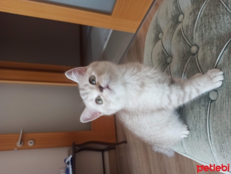 British Shorthair, Kedi  Fındık fotoğrafı