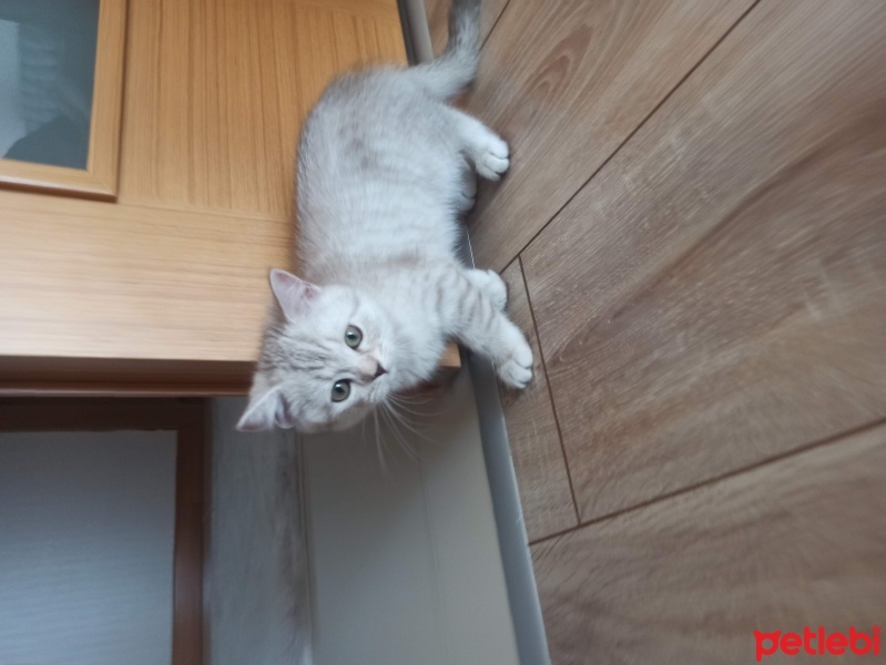 British Shorthair, Kedi  Fındık fotoğrafı