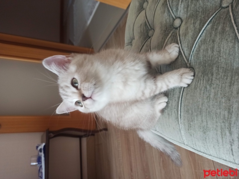 British Shorthair, Kedi  Fındık fotoğrafı