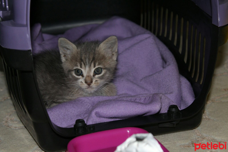 Tekir Kedi, Kedi  SİS fotoğrafı