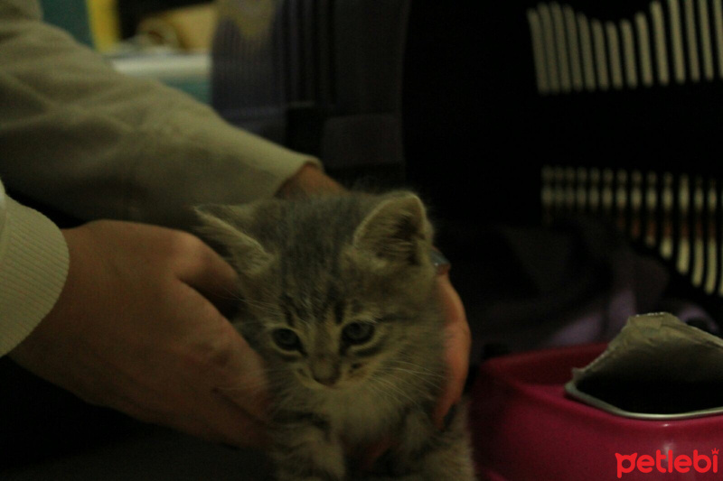 Tekir Kedi, Kedi  SİS fotoğrafı