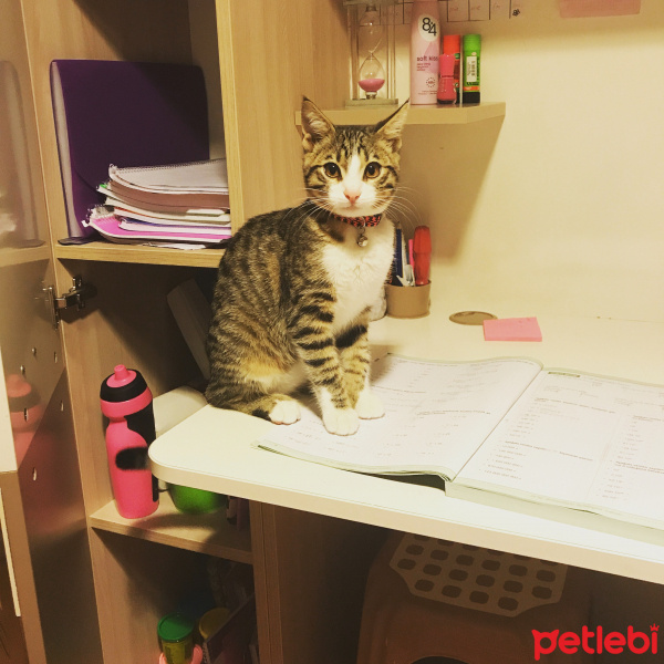 Tekir Kedi, Kedi  minnoş  fotoğrafı