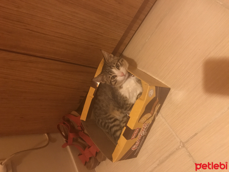 Tekir Kedi, Kedi  minnoş  fotoğrafı