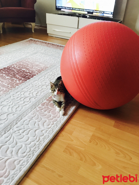 Tekir Kedi, Kedi  minnoş  fotoğrafı