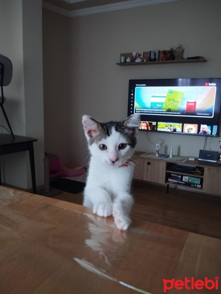 Tekir Kedi, Kedi  Bihter fotoğrafı