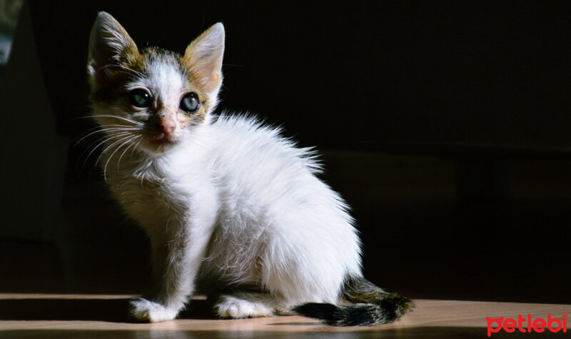 Ankara Kedisi, Kedi  Leblebi fotoğrafı