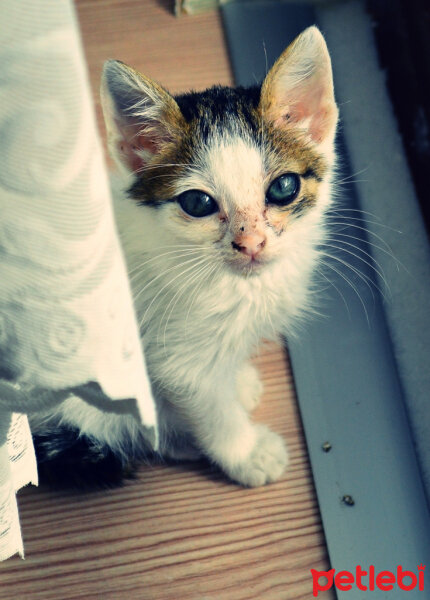 Ankara Kedisi, Kedi  Leblebi fotoğrafı